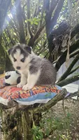 Max, a male Siberian Husky for sale in Springfield, MA – 7 of 8