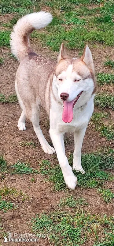 Vanilla  – Siberian Husky puppy for sale in Palmer, MA