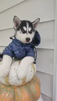 Thunder , a male Siberian Husky for sale in Palmer, MA – 4 of 10