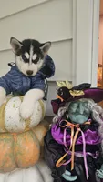 Thunder , a male Siberian Husky for sale in Palmer, MA – 8 of 10