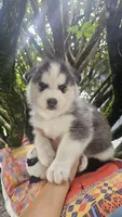 Max, a male Siberian Husky for sale in Springfield, MA – 8 of 8