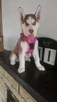 Luna , a female Siberian Husky for sale in Springfield, MA – 3 of 9