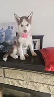 Summer , a female Siberian Husky for sale in Springfield, MA – 8 of 9