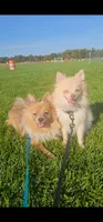 Chopper , a male Pomeranian for sale in Springfield, MA – 3 of 10