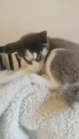 Maya, a female Siberian Husky for sale in Springfield, MA – 4 of 6