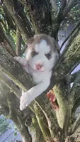 Luna , a  Siberian Husky for sale in Springfield, MA – 4 of 4