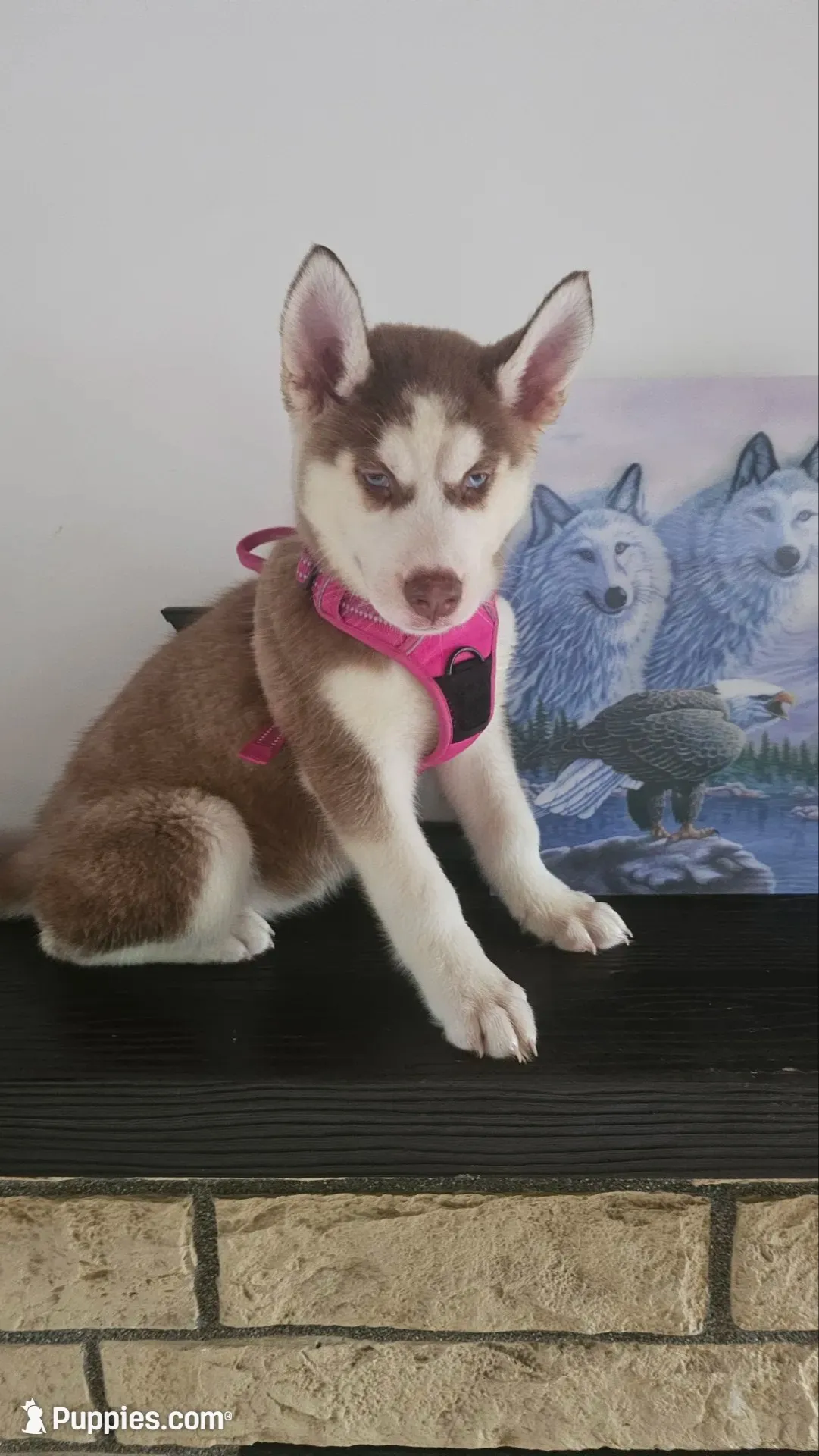 Luna , a female Siberian Husky for sale in Springfield, MA – 4 of 9