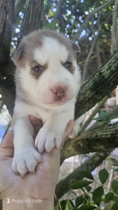Luna  – Siberian Husky puppy for sale in Springfield, MA