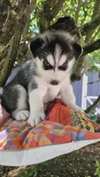 Shadow , a male Siberian Husky for sale in Springfield, MA – 10 of 10