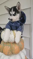 Thunder , a male Siberian Husky for sale in Palmer, MA – 5 of 10