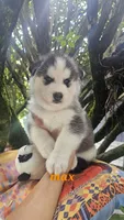 Max, a male Siberian Husky for sale in Springfield, MA – 4 of 8