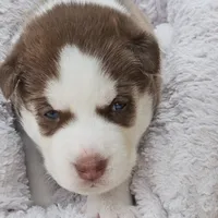 Bruno  (blue ), a male Siberian Husky for sale in Springfield, MA – 3 of 9