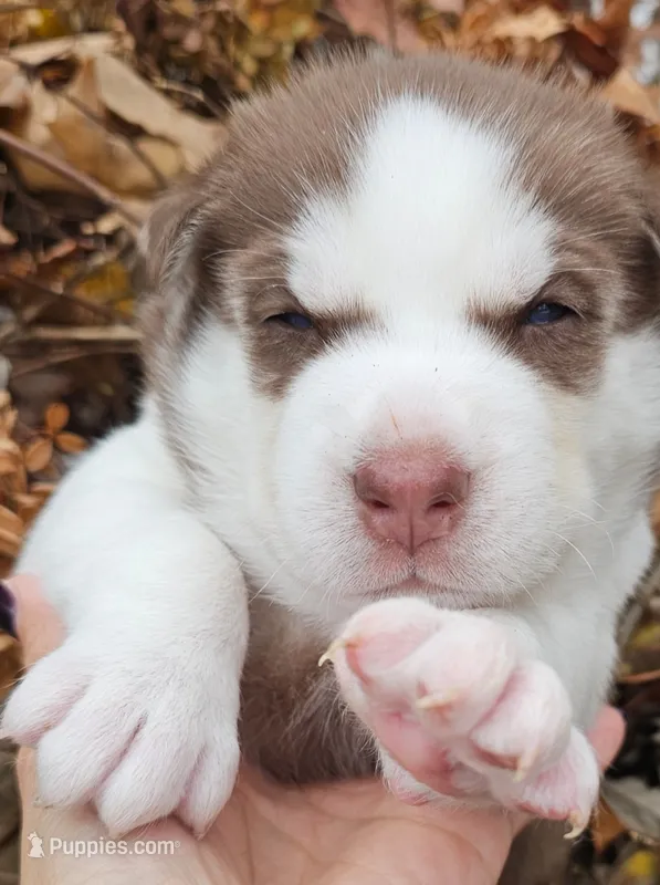 Bruno  (blue ) – Siberian Husky puppy for sale in Springfield, MA