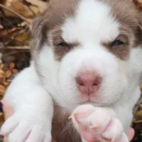 Bruno  (blue ), a male Siberian Husky for sale in Springfield, MA – 1 of 9