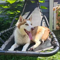 Bruno  (blue ), a male Siberian Husky for sale in Springfield, MA – 5 of 9