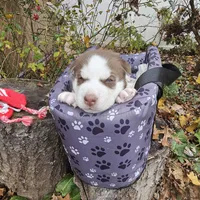 Bruno  (blue ), a male Siberian Husky for sale in Springfield, MA – 6 of 9