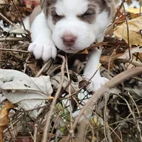 Bruno  (blue ), a male Siberian Husky for sale in Springfield, MA – 9 of 9