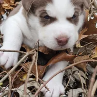 Bruno  (blue ), a male Siberian Husky for sale in Springfield, MA – 8 of 9