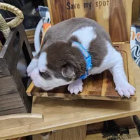 Bruno  (blue ), a male Siberian Husky for sale in Springfield, MA – 2 of 9