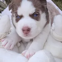 Bruno  (blue ), a male Siberian Husky for sale in Springfield, MA – 4 of 9