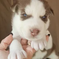 Bruno  (blue ), a male Siberian Husky for sale in Springfield, MA – 7 of 9