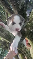 Rusty , a  Siberian Husky for sale in Springfield, MA – 8 of 9