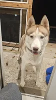 Vanilla , a female Siberian Husky for sale in Palmer, MA – 3 of 8