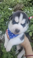 Thunder , a male Siberian Husky for sale in Springfield, MA – 3 of 6