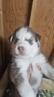 Rusty , a  Siberian Husky for sale in Springfield, MA – 2 of 9