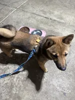 Kelly , a female Shiba Inu for sale in Blacklick, OH – 2 of 3