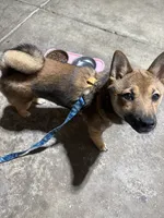 Kelly , a female Shiba Inu for sale in Blacklick, OH – 3 of 3