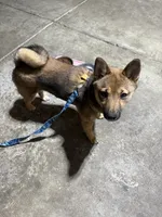 Kelly , a female Shiba Inu for sale in Blacklick, OH – 1 of 3