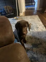 Jackson, a male Labrador Retriever for sale in Strasburg, VA – Photo 3 of 5