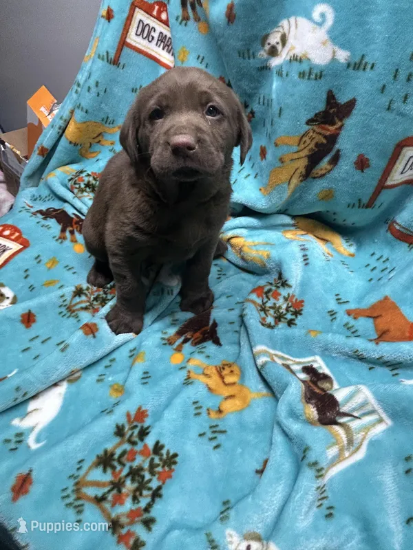 Jackson – Labrador Retriever puppy for sale in Strasburg, VA