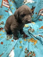 Jackson, a male Labrador Retriever for sale in Strasburg, VA – Photo 2 of 2
