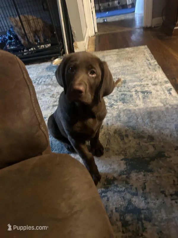 Jackson, a male Labrador Retriever for sale in Strasburg, VA – Photo 1 of 5