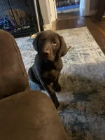 Jackson, a male Labrador Retriever for sale in Strasburg, VA – Photo 1 of 5