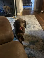 Jackson, a male Labrador Retriever for sale in Strasburg, VA – Photo 2 of 5