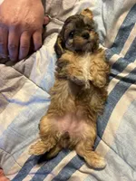 Charm/hold, a female Yorkipoo for sale in Strasburg, VA – Photo 3 of 5