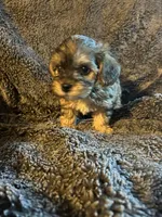 Charm/hold, a female Yorkipoo for sale in Strasburg, VA – Photo 1 of 5