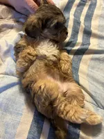 Charm/hold, a female Yorkipoo for sale in Strasburg, VA – Photo 5 of 5