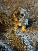 Charm/hold, a female Yorkipoo for sale in Strasburg, VA – Photo 2 of 5