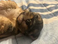 Charm/hold, a female Yorkipoo for sale in Strasburg, VA – Photo 4 of 5