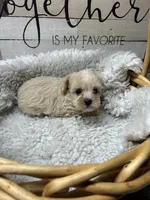 Girls, a female Yorkipoo for sale in Strasburg, VA – Photo 2 of 3