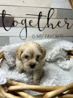 Girls, a female Yorkipoo for sale in Strasburg, VA – Photo 3 of 3