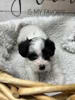 Girls, a female Yorkipoo for sale in Strasburg, VA – Photo 1 of 3