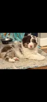 Binx, a male Australian Shepherd for sale in Strasburg, VA – Photo 1 of 2