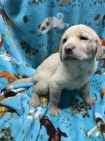 Winnie, a female Labrador Retriever for sale in Strasburg, VA – Photo 2 of 4