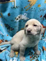 Winnie, a female Labrador Retriever for sale in Strasburg, VA – Photo 3 of 4