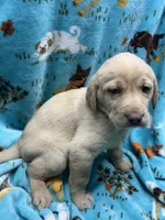 Winnie, a female Labrador Retriever for sale in Strasburg, VA – Photo 4 of 4